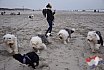 Nieuwjaars duik 2022