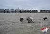 Nieuwjaars duik 2022