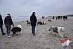 Nieuwjaars duik 2022