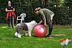 Treibball & Balance