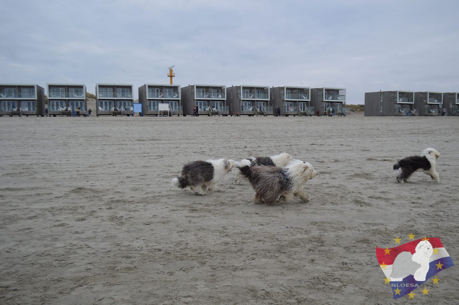 Nieuwjaars duik 2022