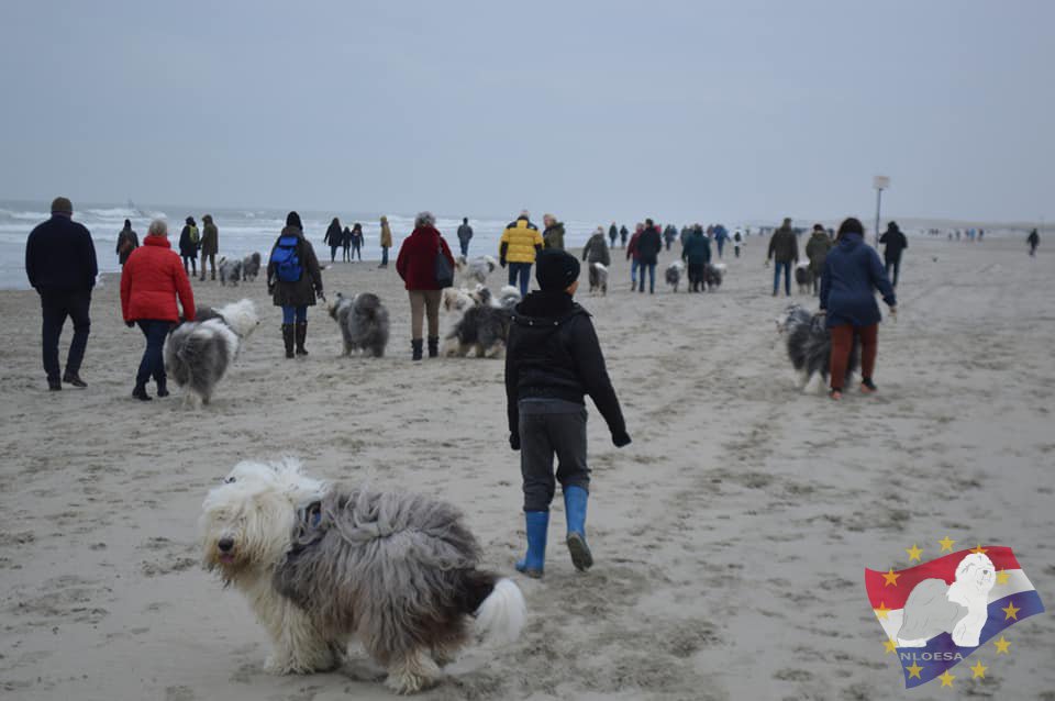 Nieuwjaars duik 2022