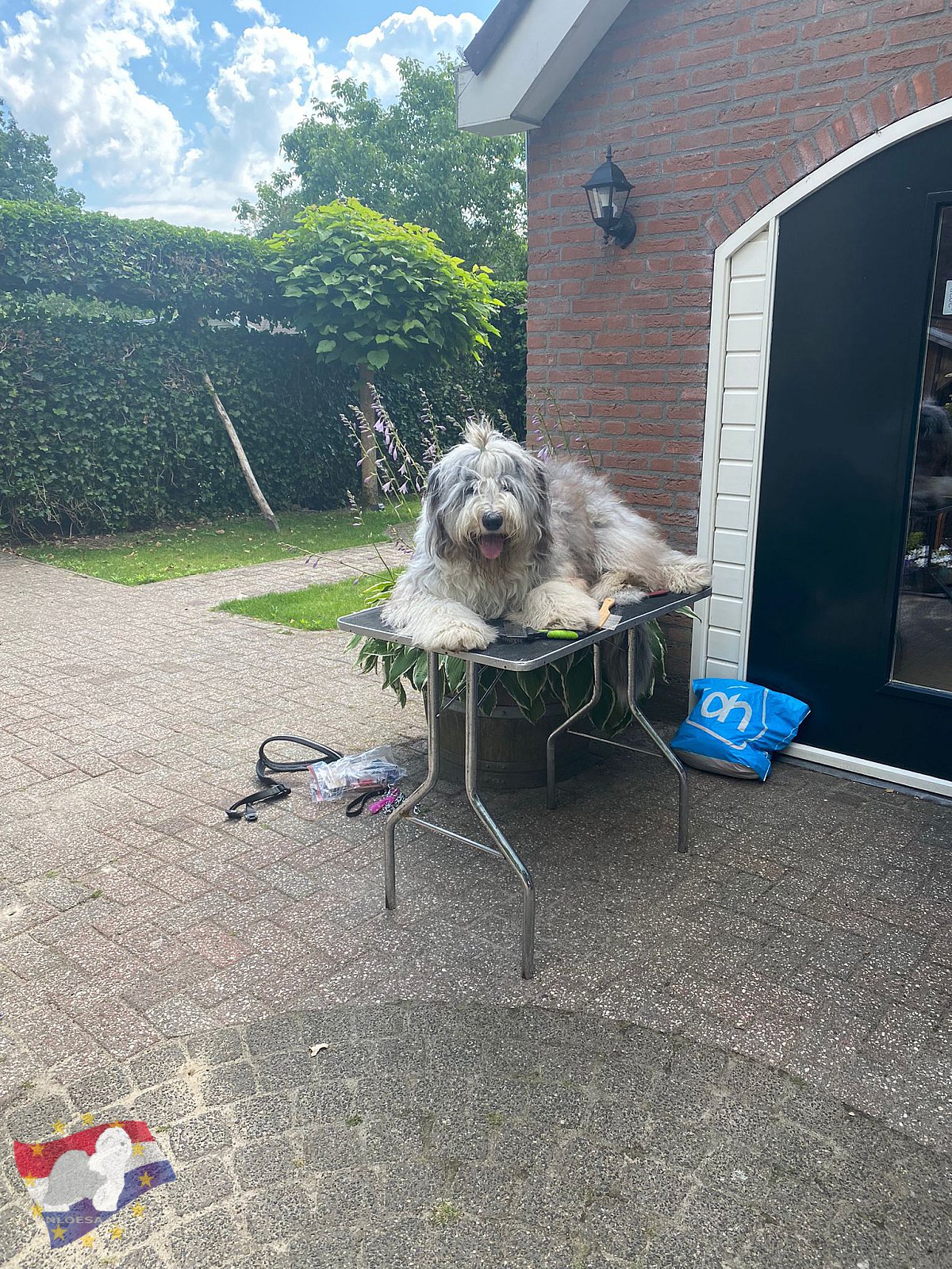 Grooming workshop