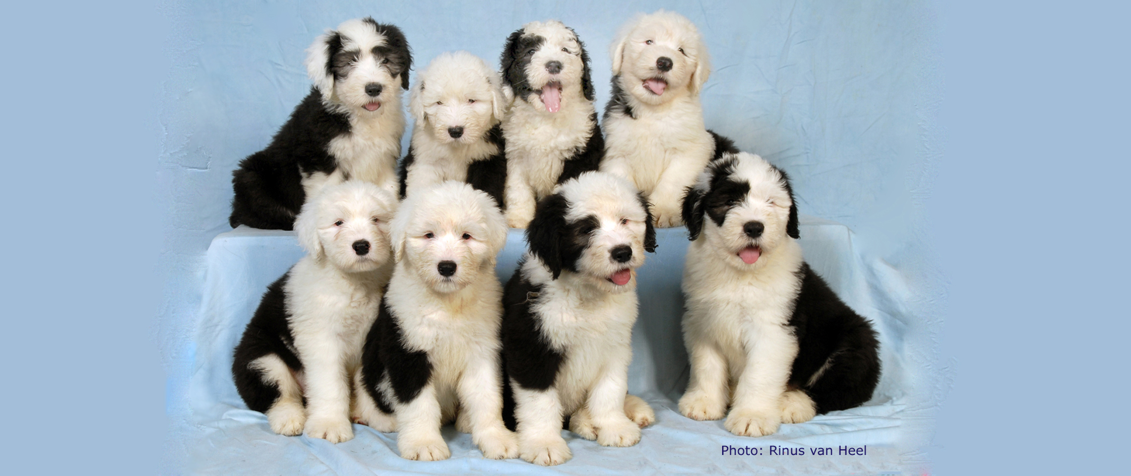 OES puppies